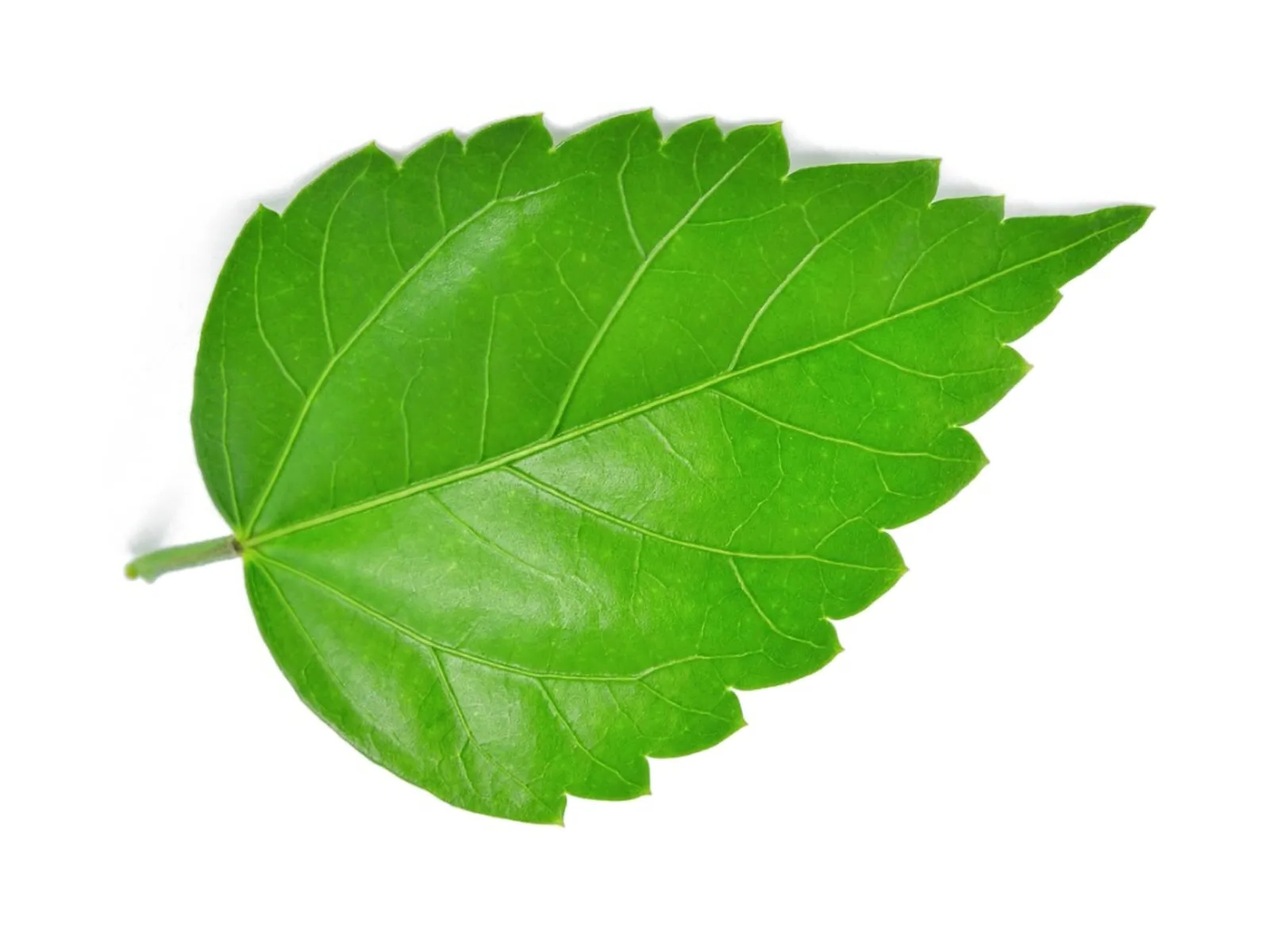 8bdC4SvB5yfHyhNPkQSk4X-1600-80.jpg copy